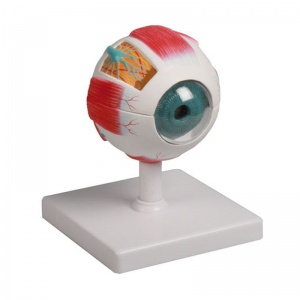 6-Part Eye Model